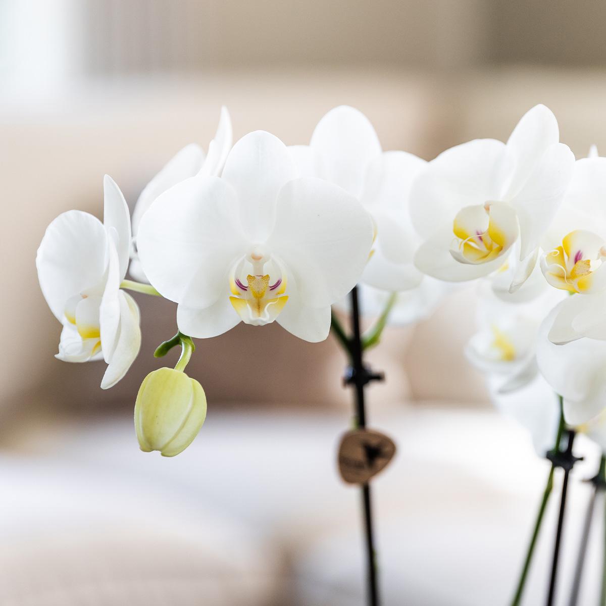 Überraschungsbox 12 cm - Vorteilsbox mit 4 Orchideen