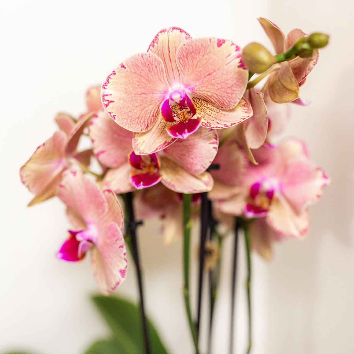 Überraschungsbox 12 cm - Vorteilsbox mit 4 Orchideen