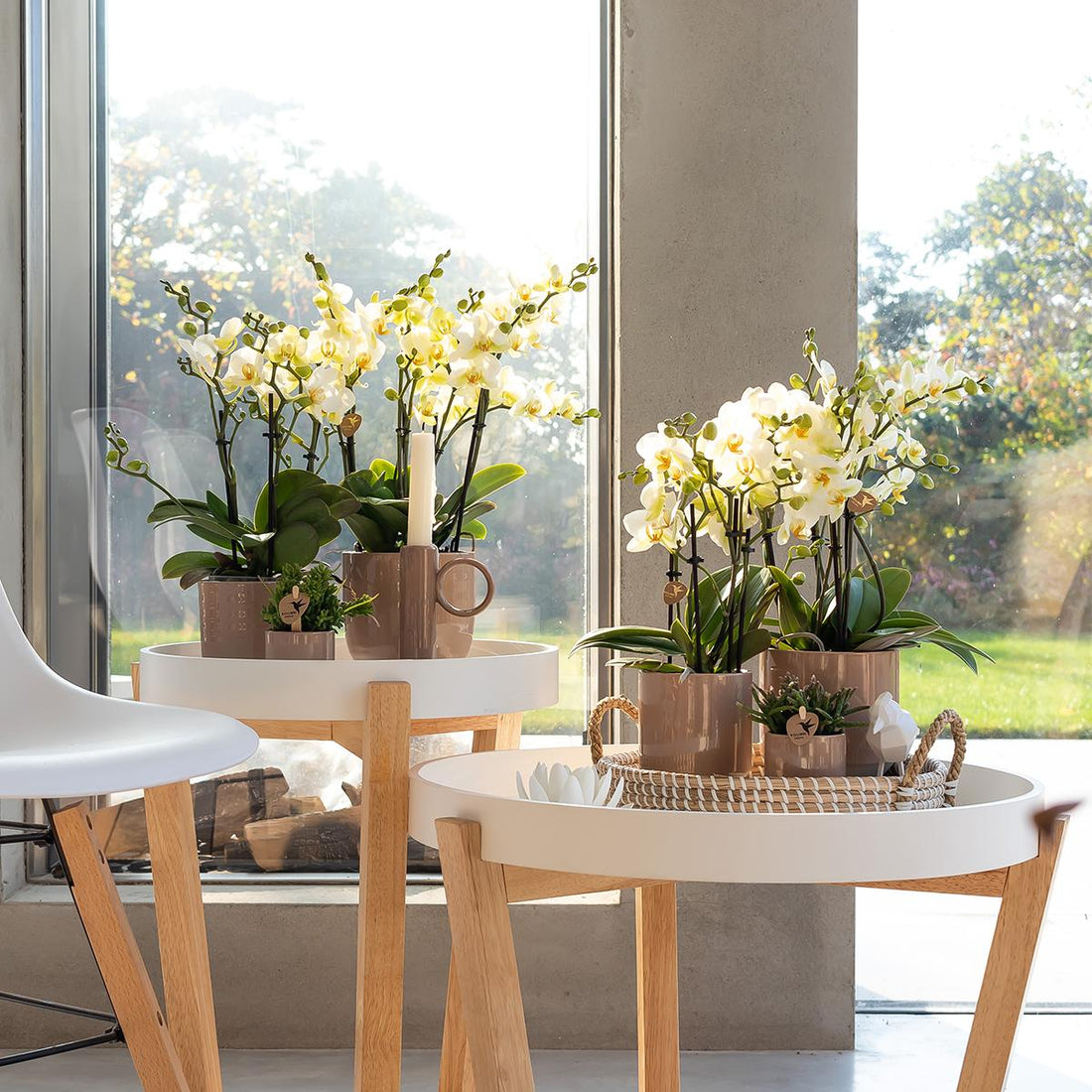 Tipps und Tricks zum Orchideen Kaufen: Der komplette Leitfaden 2024