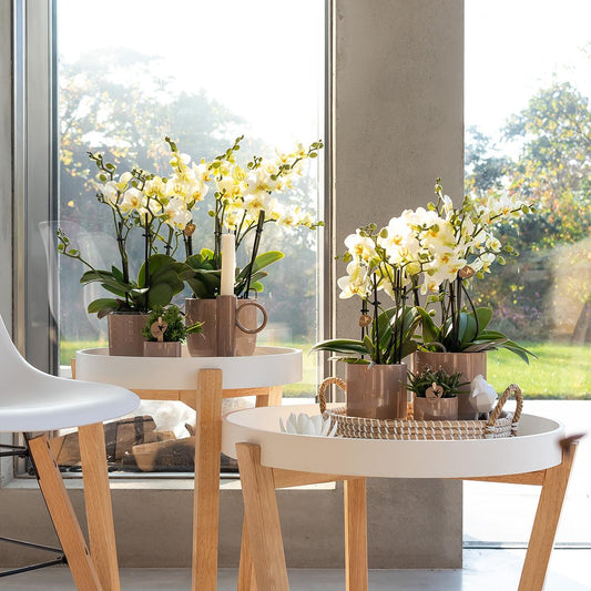Tipps und Tricks zum Orchideen Kaufen: Der komplette Leitfaden 2024
