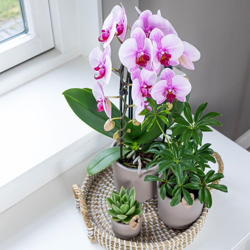 Ultimativer Orchideen Umtopf-Ratgeber