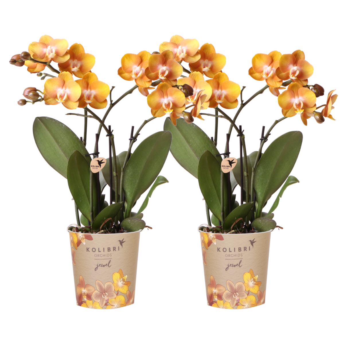 2 große Aurelia (Phalaenopsis Jewel Las Vegas) im 12 cm Topf