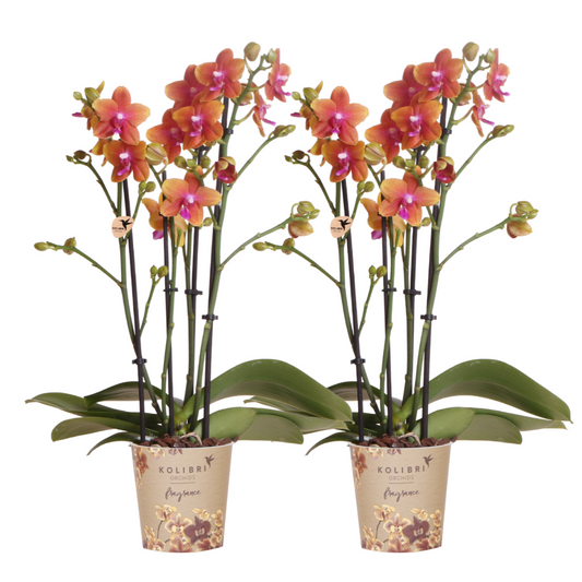 2 große Duftorchideen (Phalaenopsis Bronze Buddha) im 12 cm Topf
