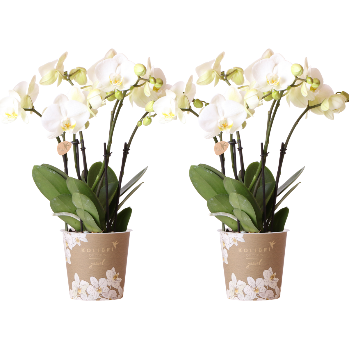 2 große Fien (Phalaenopsis Ghent) im 12 cm Topf