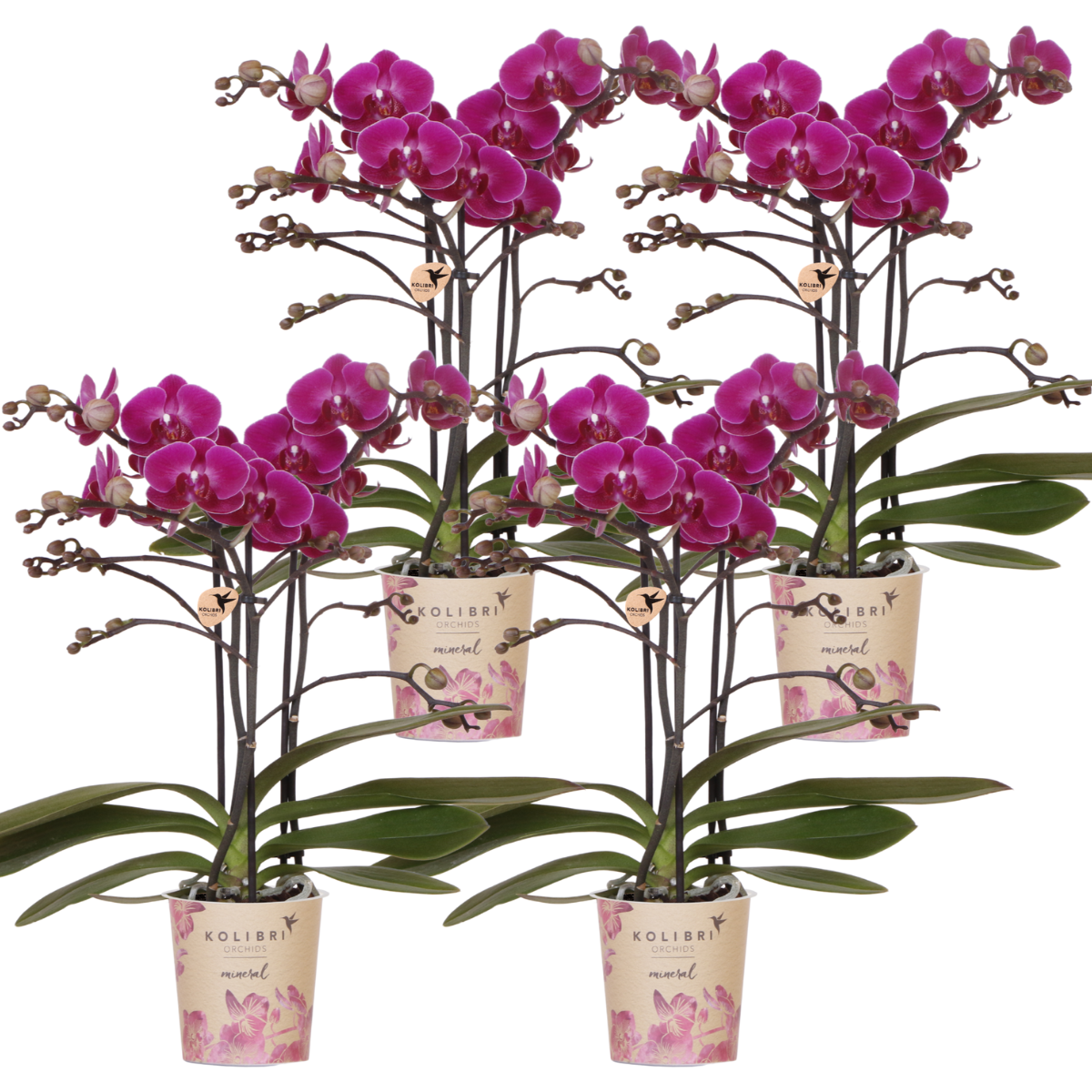 4 Valeria (Phalaenopsis Morelia) im 9 cm Topf