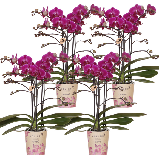 4 Valeria (Phalaenopsis Morelia) im 9 cm Topf