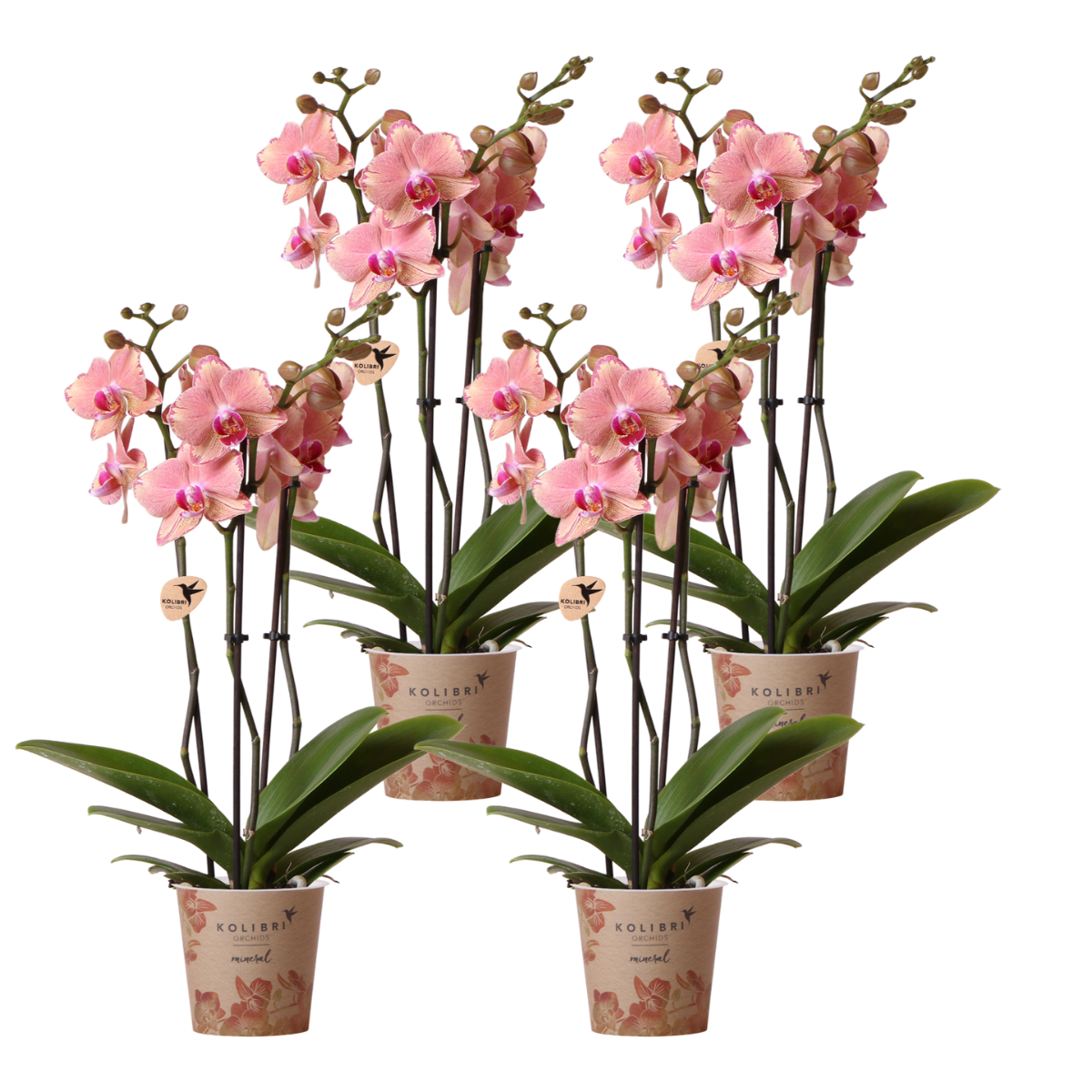4 große Anne (Phalaenopsis Pirate Picotee) im 12 cm Topf