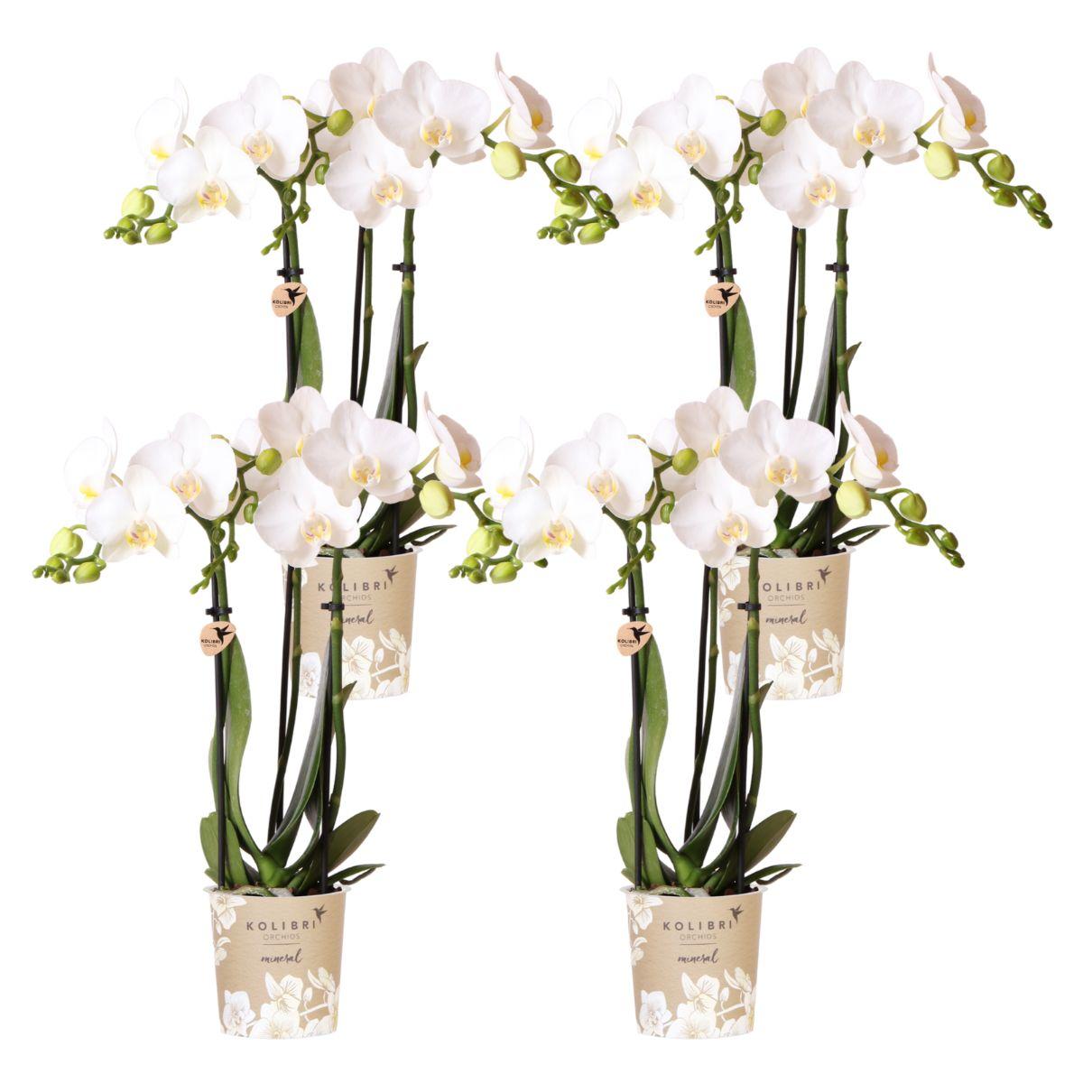4 Blanca (Phalaenopsis Amabilis) im 9 cm Topf
