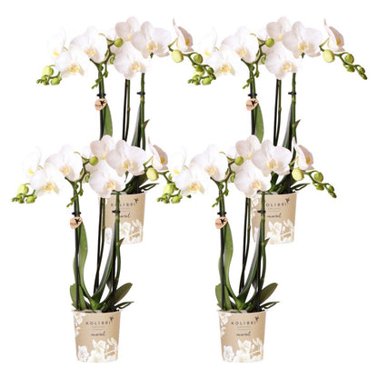 4 Blanca (Phalaenopsis Amabilis) im 9 cm Topf