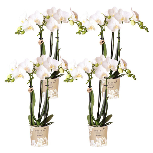 4 Blanca (Phalaenopsis Amabilis) im 9 cm Topf