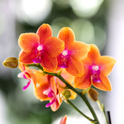 2 große Duftorchideen (Phalaenopsis Bronze Buddha) im 12 cm Topf