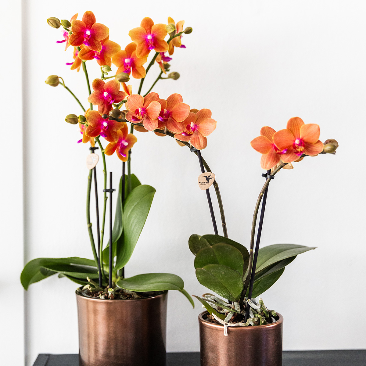 2 große Duftorchideen (Phalaenopsis Bronze Buddha) im 12 cm Topf