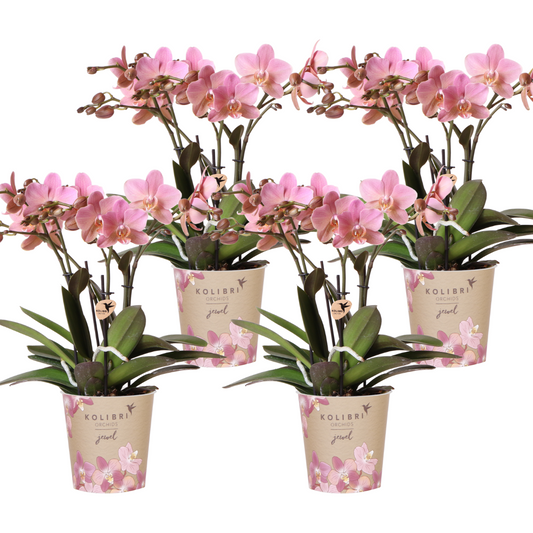 4 große Chiara (Phalaenopsis Treviso) im 12 cm Topf