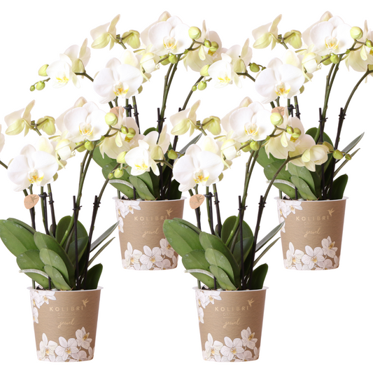 4 große Fien (Phalaenopsis Ghent) im 12 cm Topf