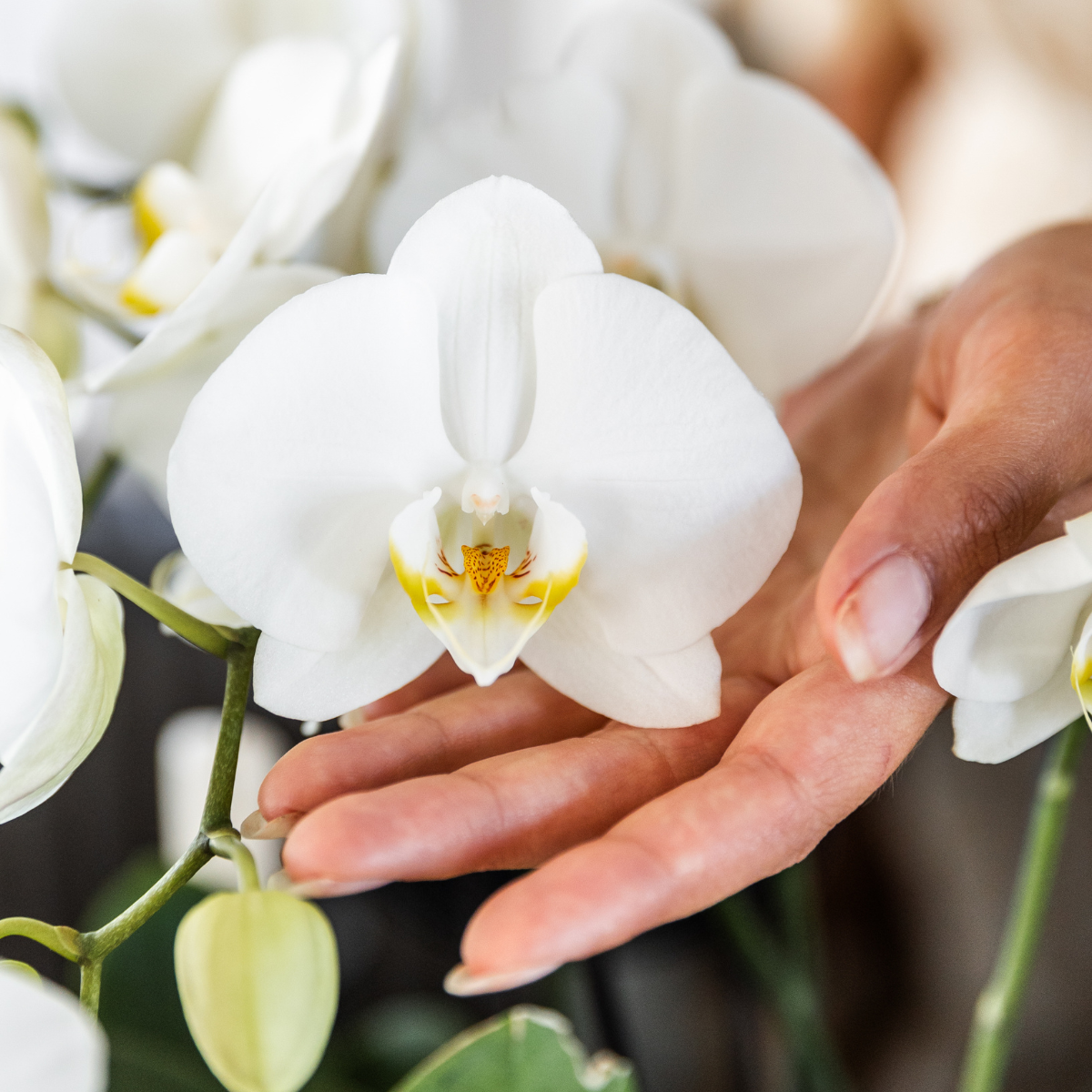 2 große Fien (Phalaenopsis Ghent) im 12 cm Topf