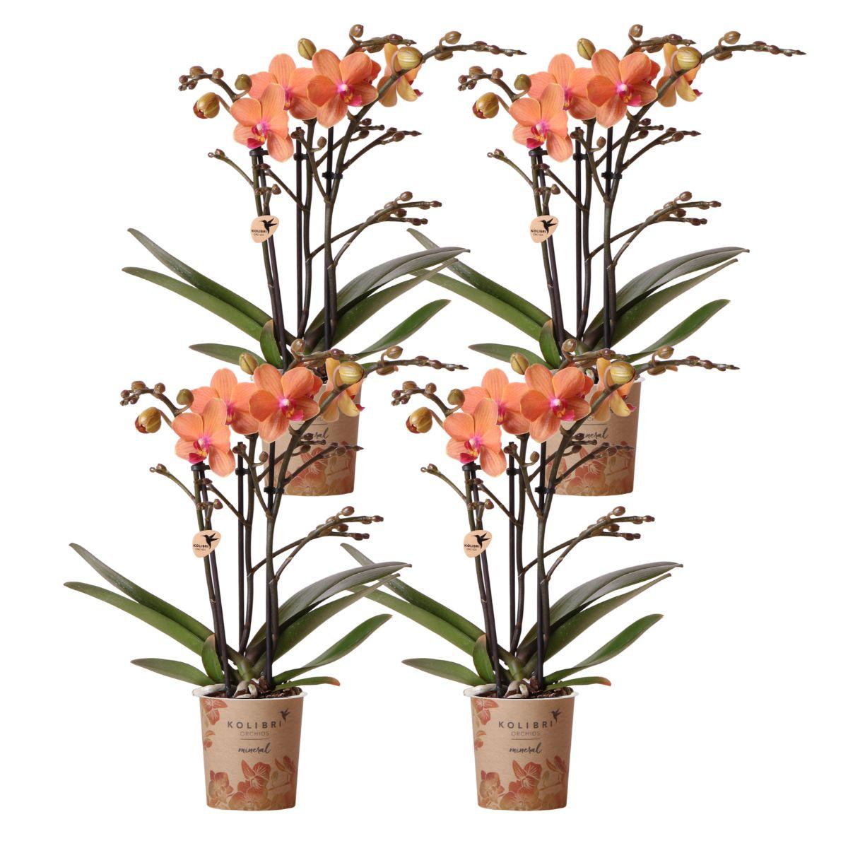 4 Giulia (Phalaenopsis Bolzano) im 9 cm Topf