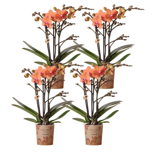 4 Giulia (Phalaenopsis Bolzano) im 9 cm Topf