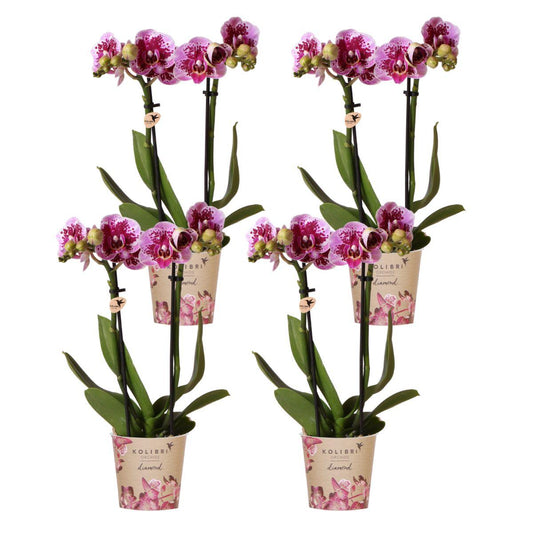 4 Luisa (Phalaenopsis El Salvador) im 9 cm Topf