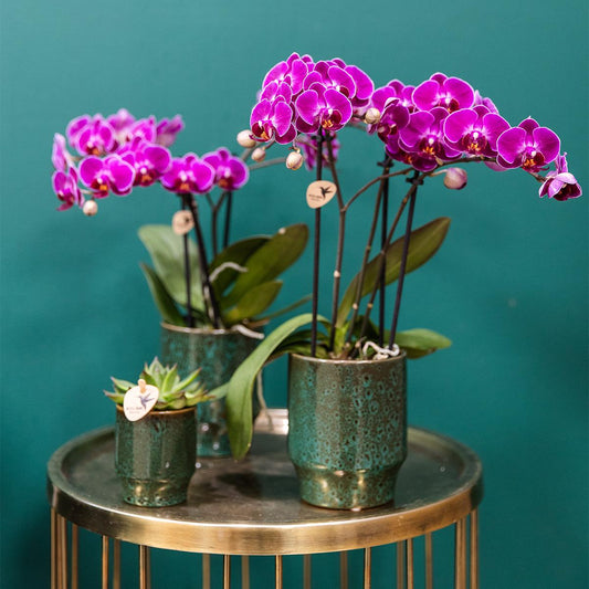 4 Valeria (Phalaenopsis Morelia) im 9 cm Topf