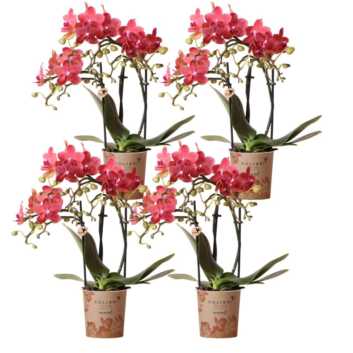 4 Zola (Phalaenopsis Kongo) im 9 cm Topf