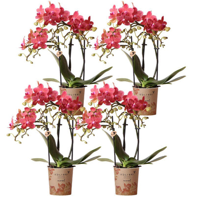 4 Zola (Phalaenopsis Kongo) im 9 cm Topf