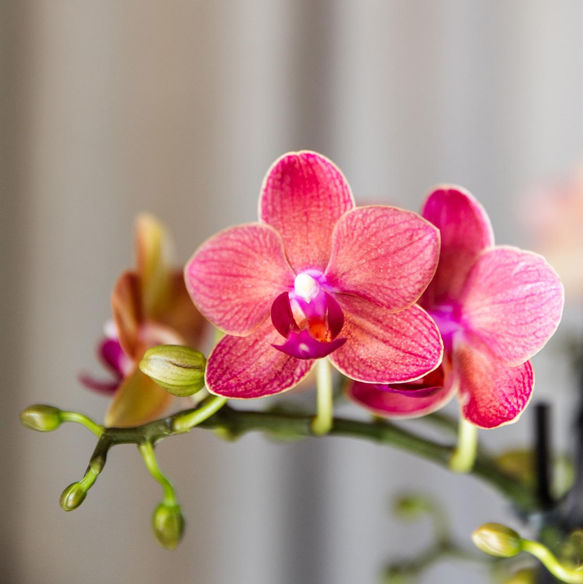 4 Zola (Phalaenopsis Kongo) im 9 cm Topf