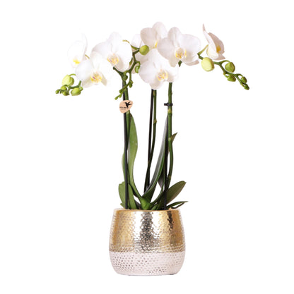 Blanca mit Topf Elite