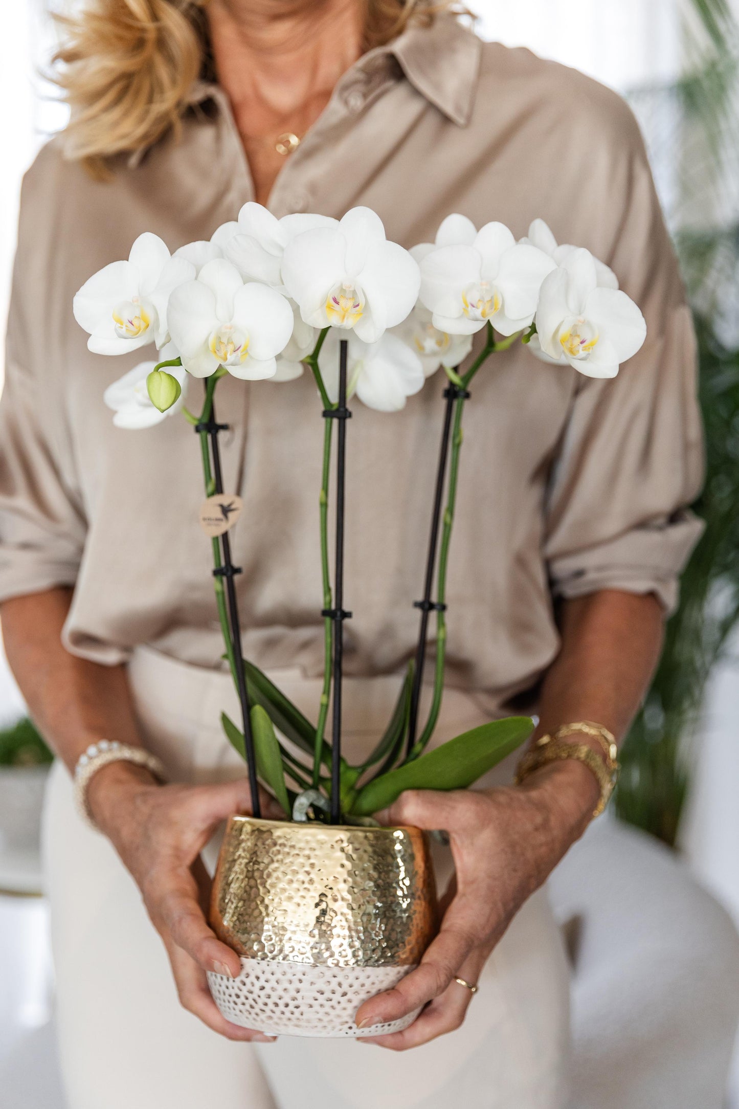 Blanca mit Topf Elite