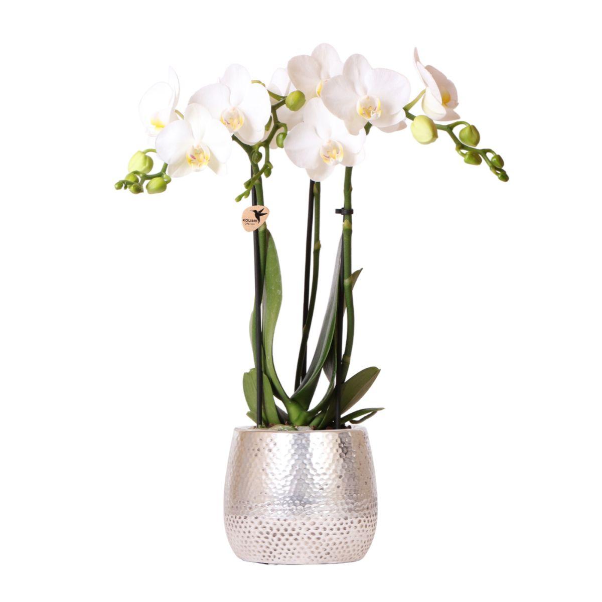 Blanca mit Topf Elite