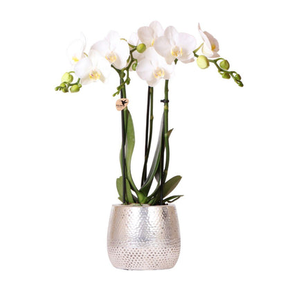 Blanca mit Topf Elite
