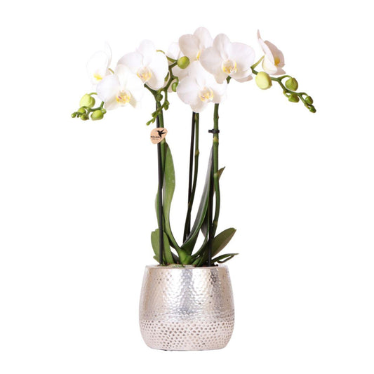Blanca mit Topf Elite