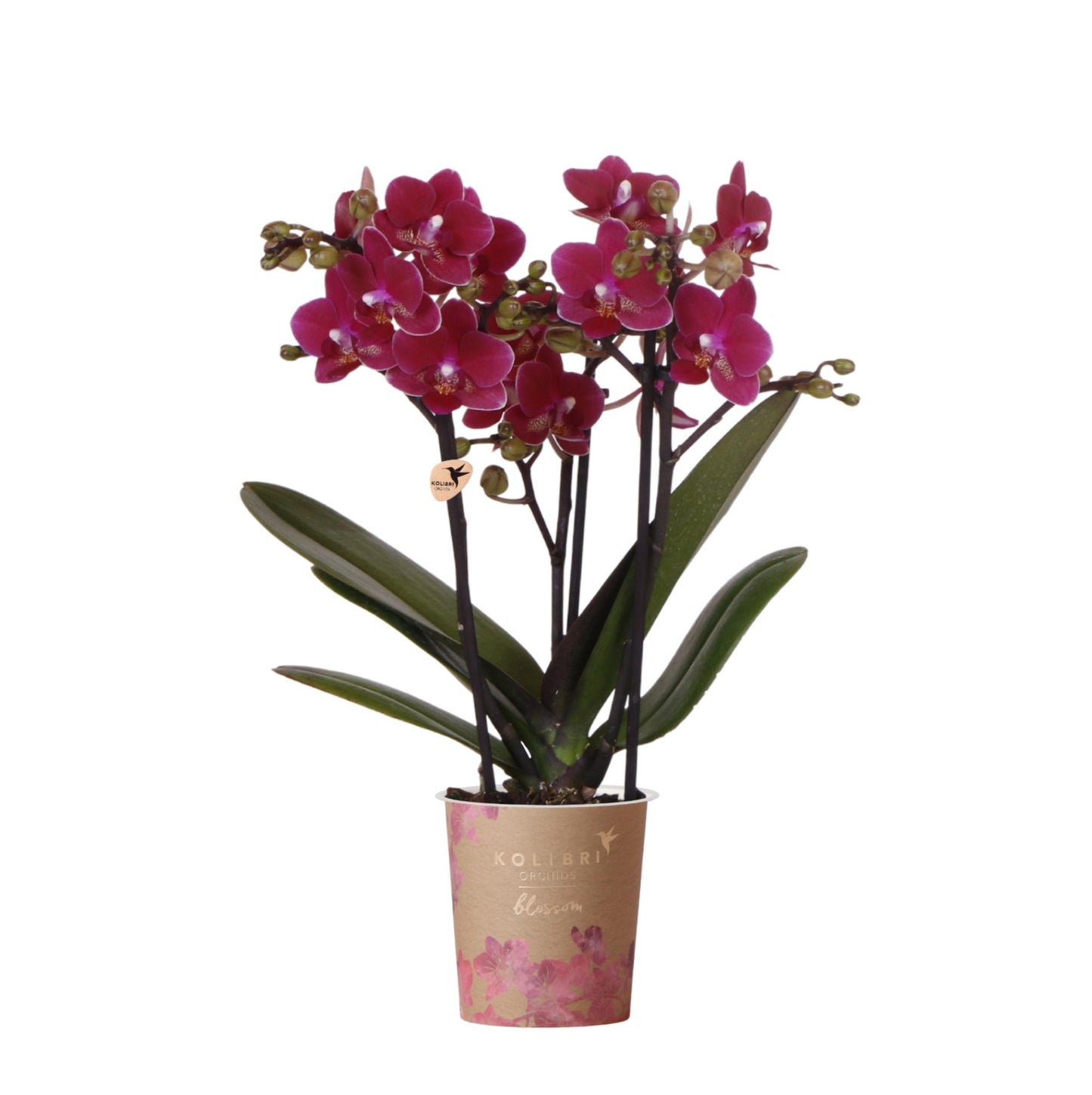 Amélie (Phalaenopsis Chamonix)