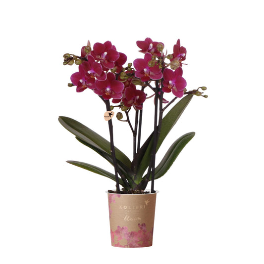Amélie (Phalaenopsis Chamonix)