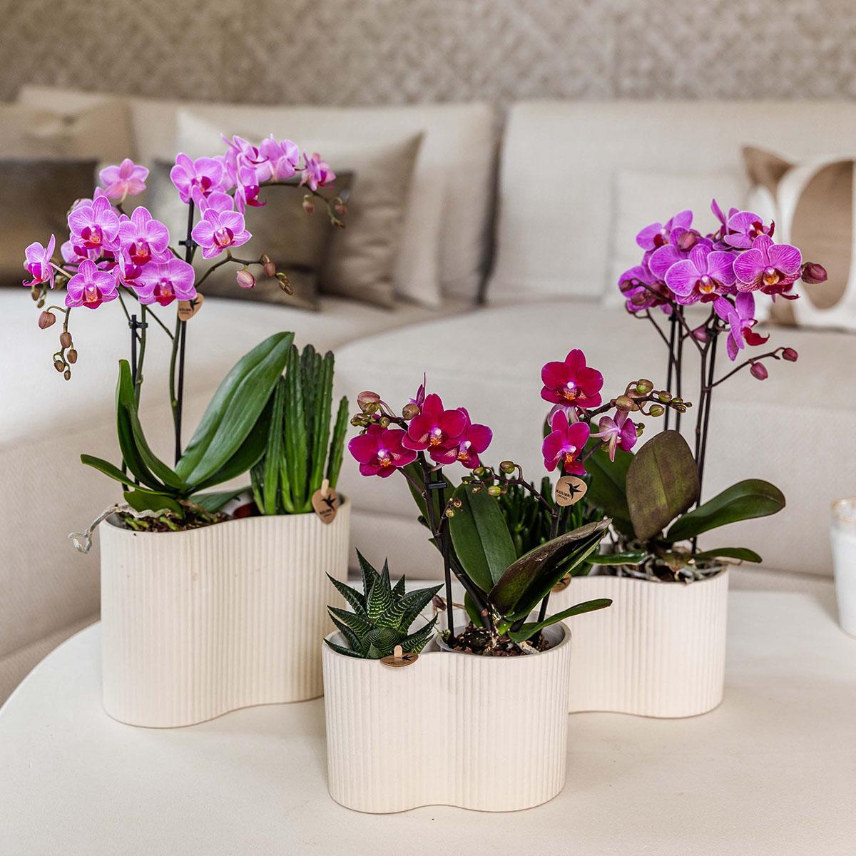 Amélie (Phalaenopsis Chamonix)