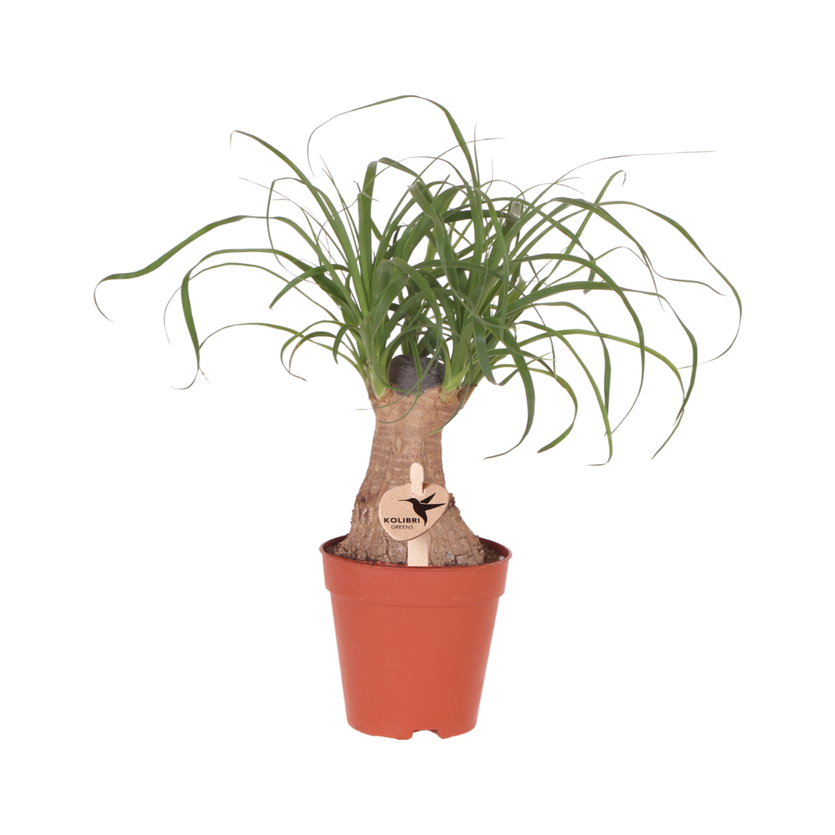 Beaucarnea