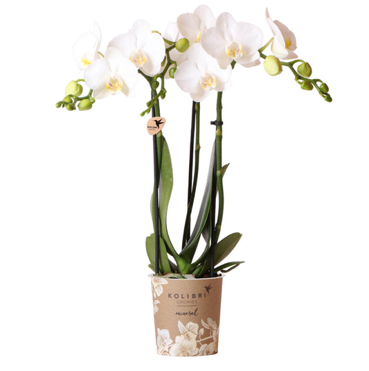 Blanca (Phalaenopsis Amabilis)