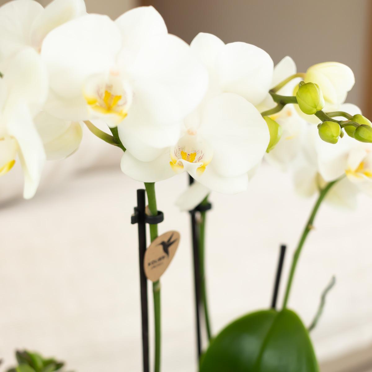 Blanca (Phalaenopsis Amabilis)