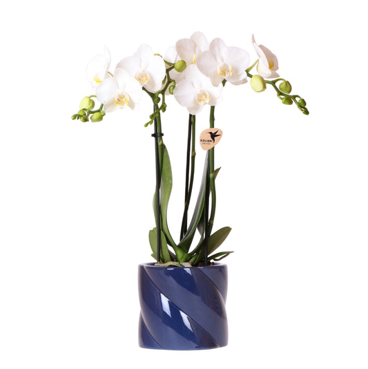 Blanca mit Ziertopf Candy blau
