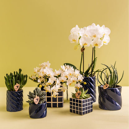 Blanca mit Ziertopf Candy blau