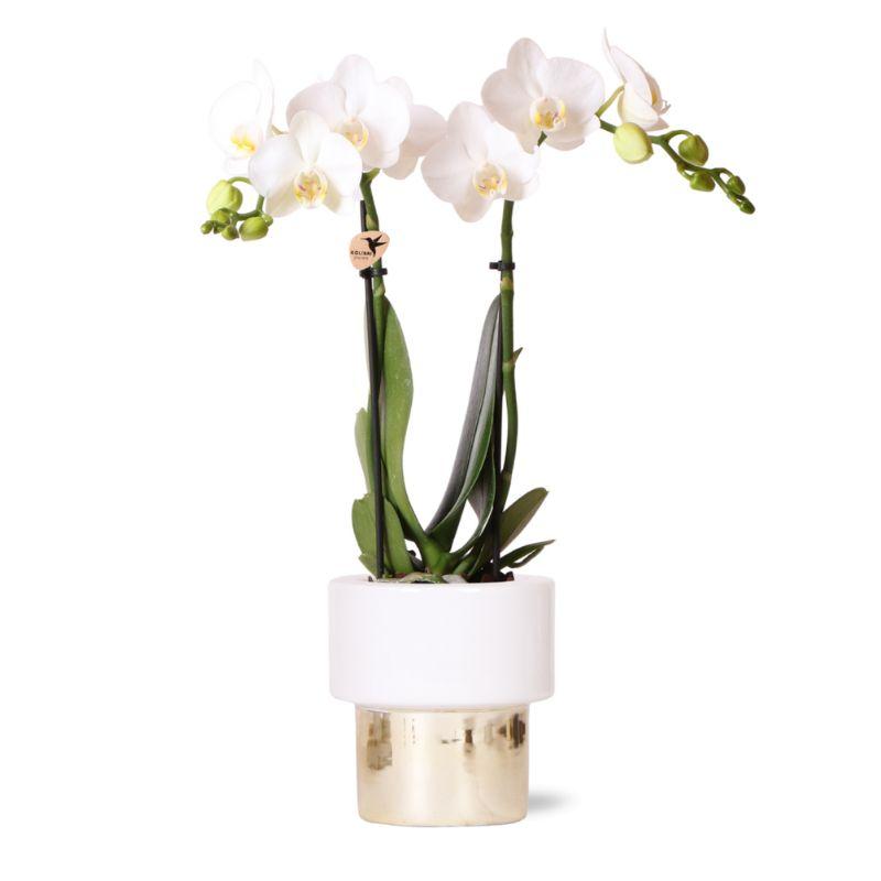 Blanca mit Lush Topf gold