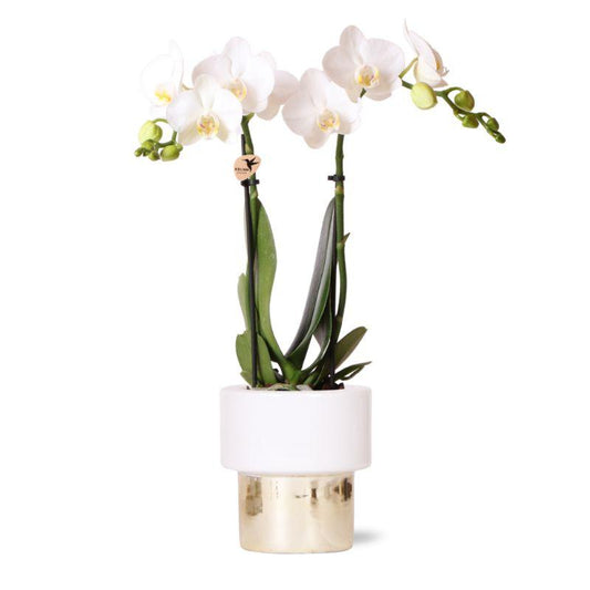 Blanca mit Lush Topf gold