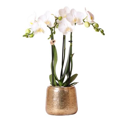 Blanca mit Luxus Topf gold
