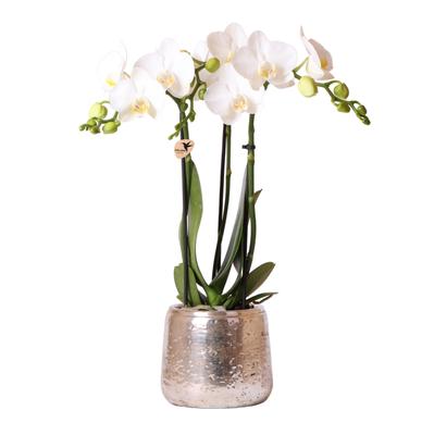 Blanca mit Luxus Topf silber