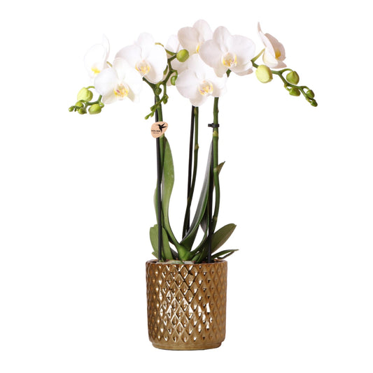 Blanca mit Diamant Topf gold