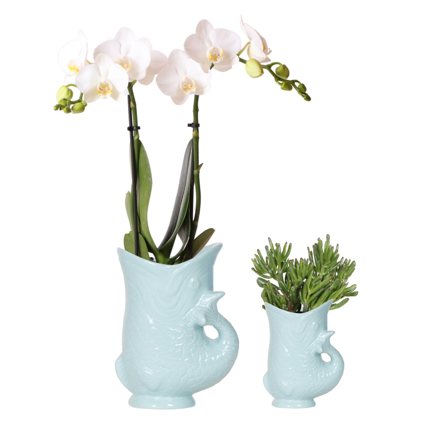 Set Blanca und Crassula Hobbit im Topf türkis