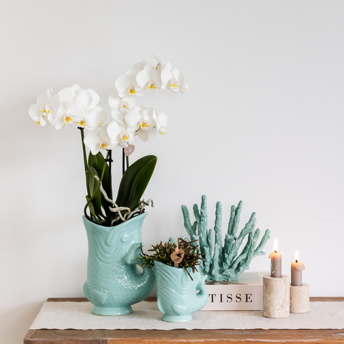 Set Blanca und Crassula Hobbit im Topf türkis