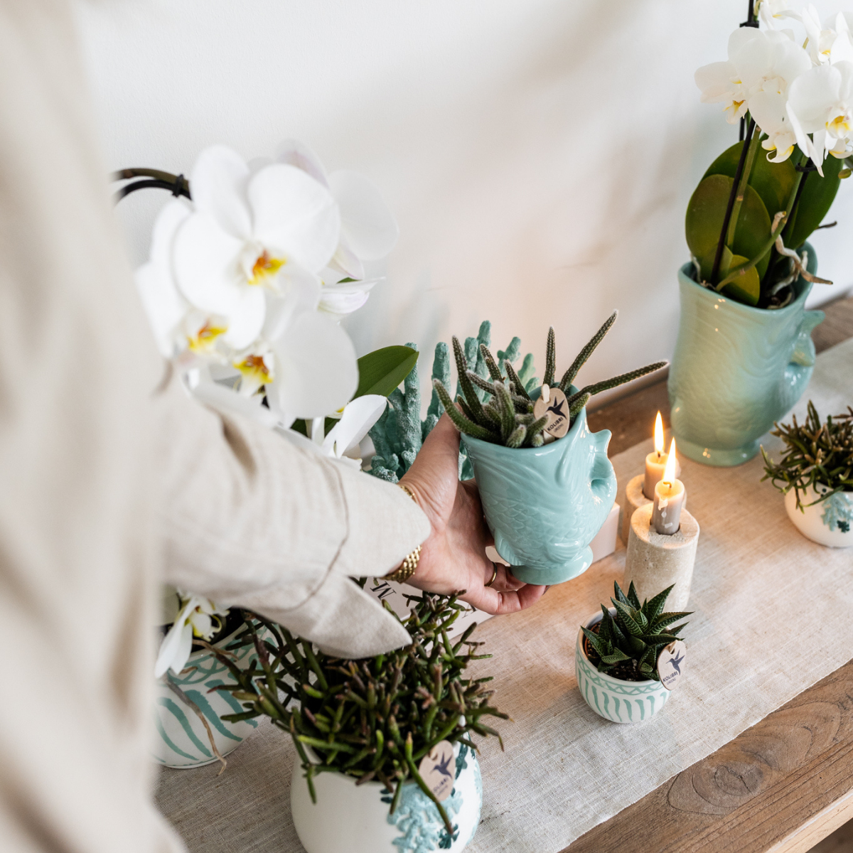 Set Blanca und Crassula Hobbit im Topf türkis