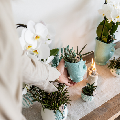 Set Blanca und Crassula Hobbit im Topf türkis