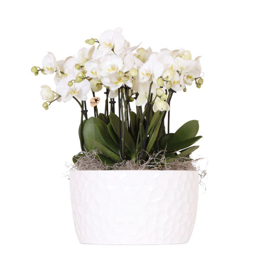 Bouquet Fien in Schale "Honey"