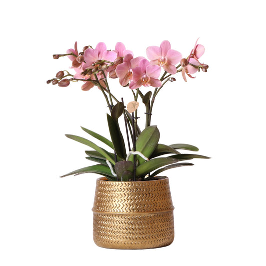Chiara mit Groove Topf gold 12 cm